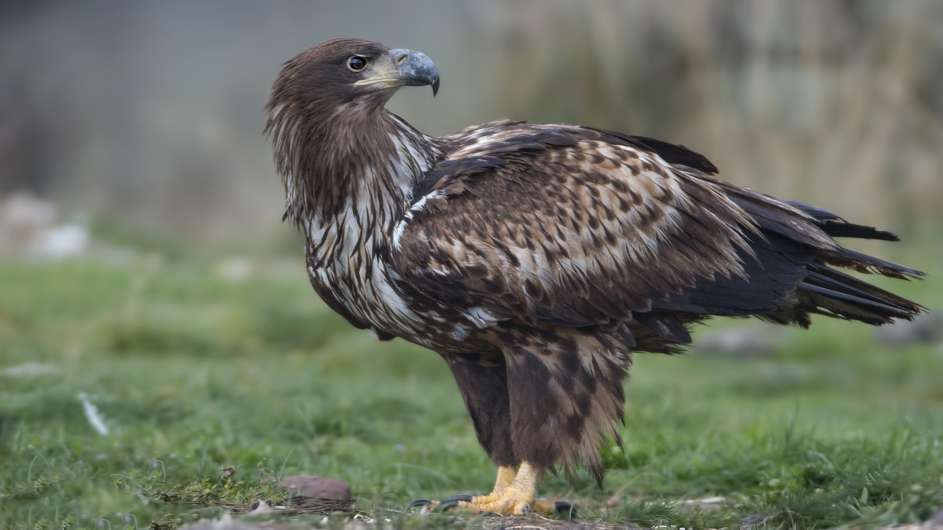 White-tailed Eagle